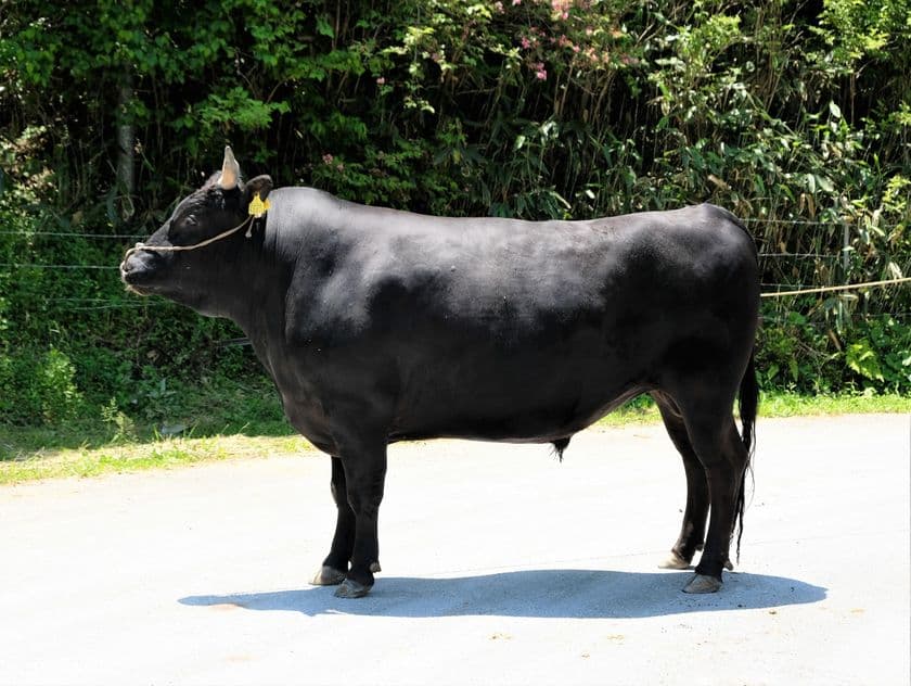 和牛の希少種保存プロジェクト
「和牛の希少種を守り、濃厚な赤身肉を全国に広めたい」
4月20日までと終了迫る！