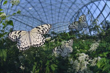 月夜野きのこ園ぐんま昆虫の森・新里(2)