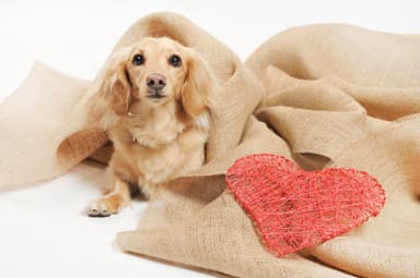 犬猫素材写真サンプル1