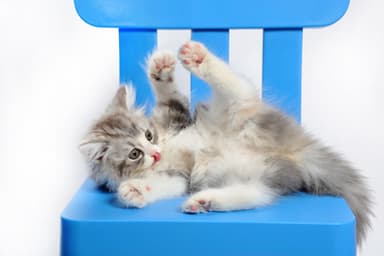 犬猫素材写真サンプル2