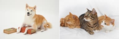 犬猫素材写真サンプル3