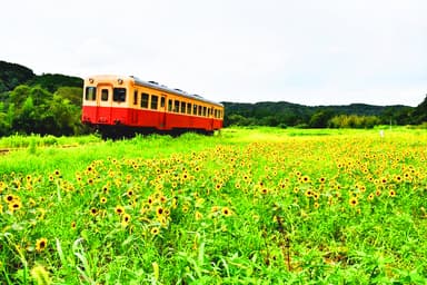 石神菜の花会