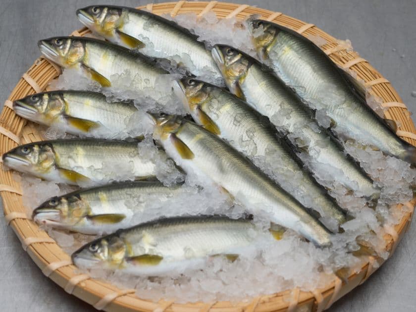 ワンランク上を目指す料理人のプロ食材！
生産者による鮎食材の専用通販サイト
「あゆの店きむら 業務用店」がオープン