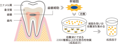ヒト乳歯幹細胞培養上清液とは