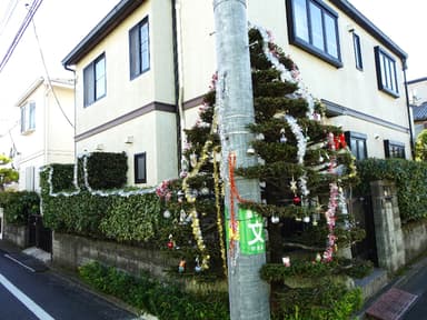 12月になると飾りつけをするモミノキ