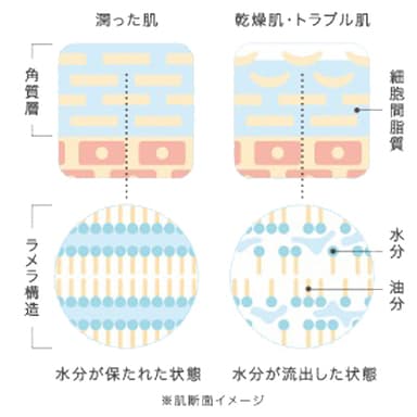 ラメラ構造