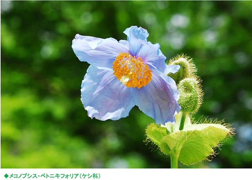 【六甲高山植物園】秘境に咲く神秘の花
「ヒマラヤの青いケシ」が見頃を迎えました！