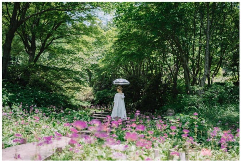 六甲高山植物園 花盛り！
～重なり広がるピンク色の絨毯～
約6,000株のクリンソウが見頃です！