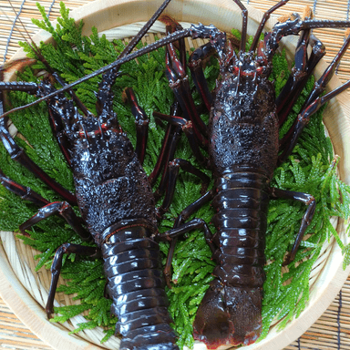 房州産  大伊勢海老