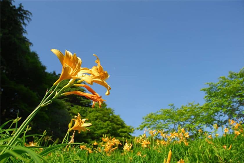 六甲高山植物園 高原に夏を呼ぶ花
約1,000株のニッコウキスゲが見頃です！