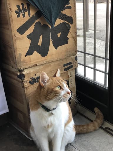 招き猫店長「とらちゃん」(1)