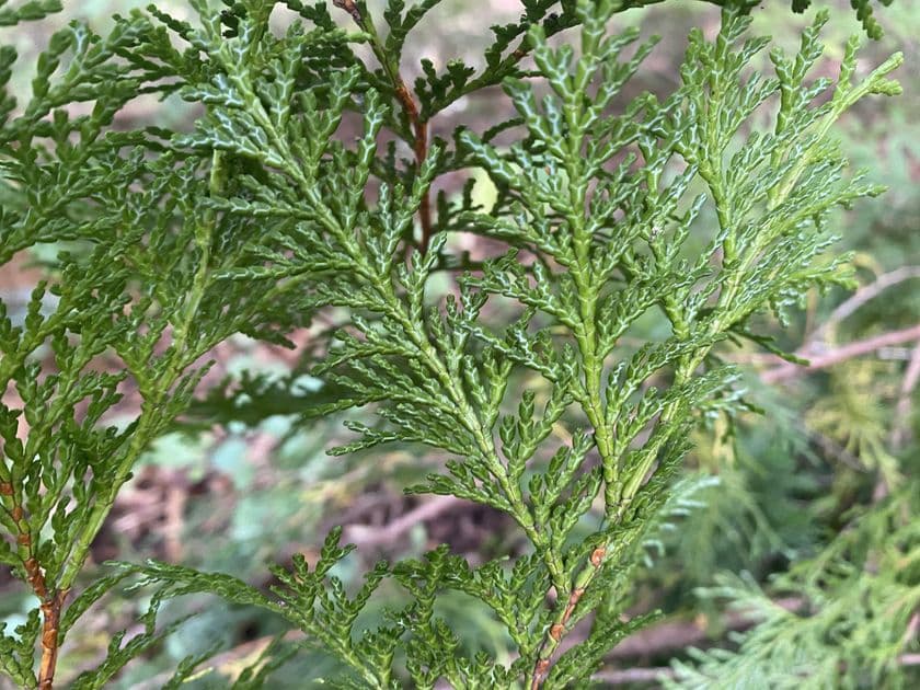 長野県発　濃縮したヒノキ(葉)の香りが特徴の精油
「わたしたちの贈り物」　今年も6月より製造販売が開始