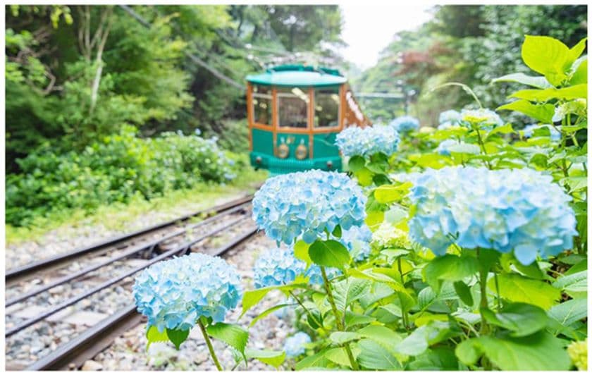 六甲ケーブル 沿線に連なるROKKO BLUE
6月から7月にかけて2,500株が順次見頃を迎えます