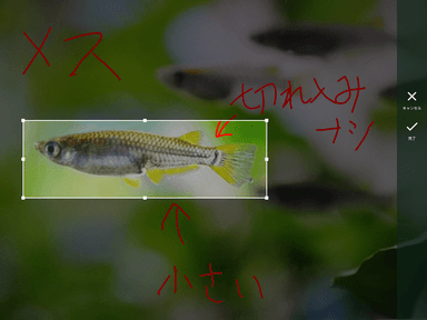 AC Camera トリミング