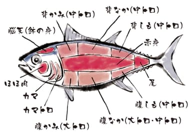 まぐろ部位説明