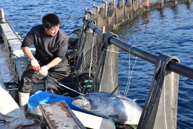 まぐろ釣上げ