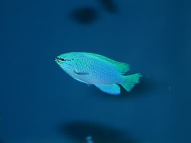 ルリスズメダイ