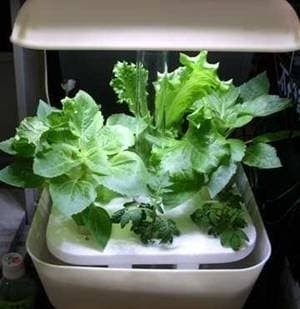 水耕栽培