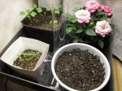 鉢植え栽培