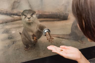コツメカワウソ