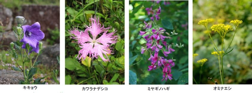 【六甲高山植物園】8月7日（日）は「立秋」
オミナエシ、ハギ、ナデシコなど 秋の七草が開花！