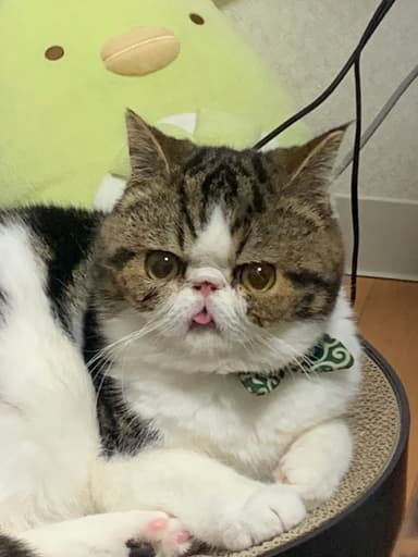 てんのすけ(1)
