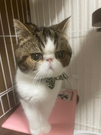 てんのすけ(2)