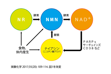 NMN、NRのNAD+変換経路