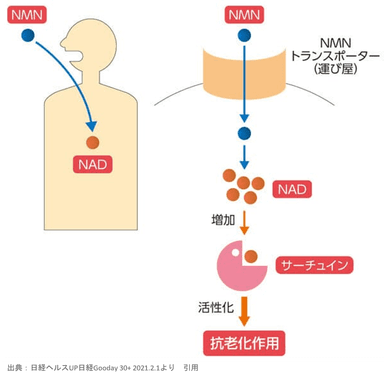 NMN摂取からNAD+変換経路