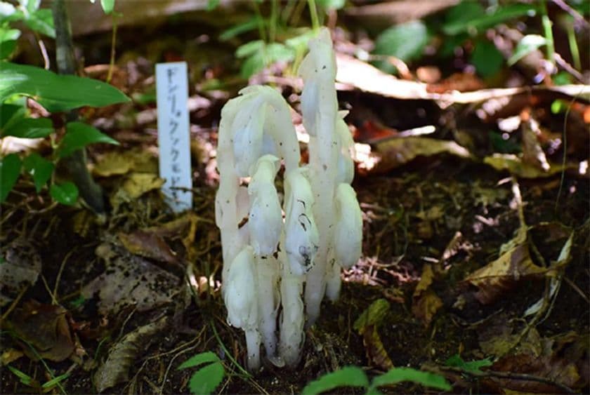 六甲高山植物園 7年ぶりに出現！
ギンリョウソウモドキが開花しました！