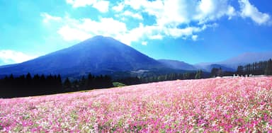 花の駅生駒高原コスモス祭り2022