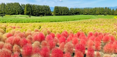 3&#44;000株のコキア