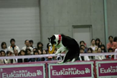 ドッグショー