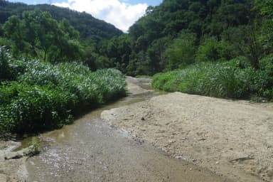 ビオトープの川の様子