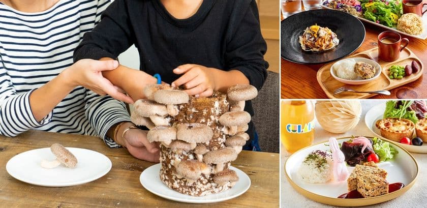 親子カフェの店内でしいたけ収穫体験と
限定きのこメニューを楽しめるコラボイベントを
創業86年のきのこ種菌メーカーが10月15日(土)より開催