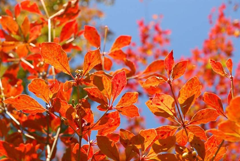 六甲高山植物園 一足早く「紅葉」が見頃！
夜間イベント「ひかりの森～夜の芸術散歩～」も開催中