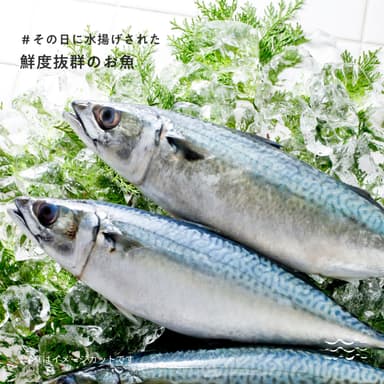 SIOIRI 鮮魚売り場イメージ