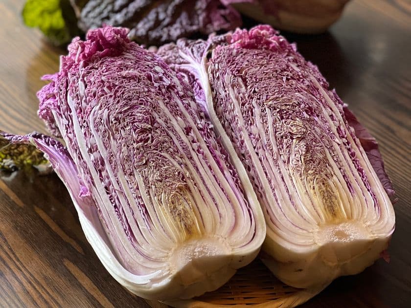 「希少種・紫白菜」で「キムチを作りました」
応援購入終了までのこりわずか！