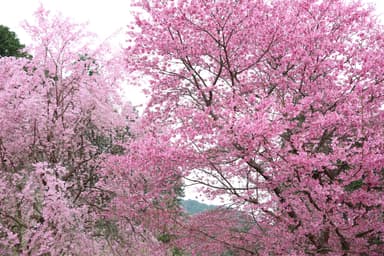 「花宝苑」の桜群生(イメージ)