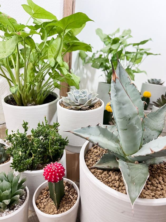 こだわりの植物達が特徴の植物店
「Style-G」1月7日オープン　
～Green Shop～