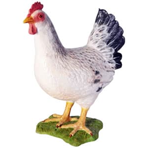 白い雌鳥