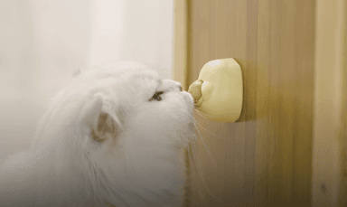 猫ちゃん舐めるシーン