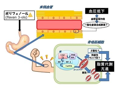 本メカニズムの概念図