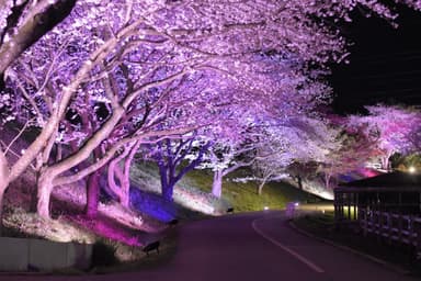 幻想的な桜ライトアップ　※過去開催の様子