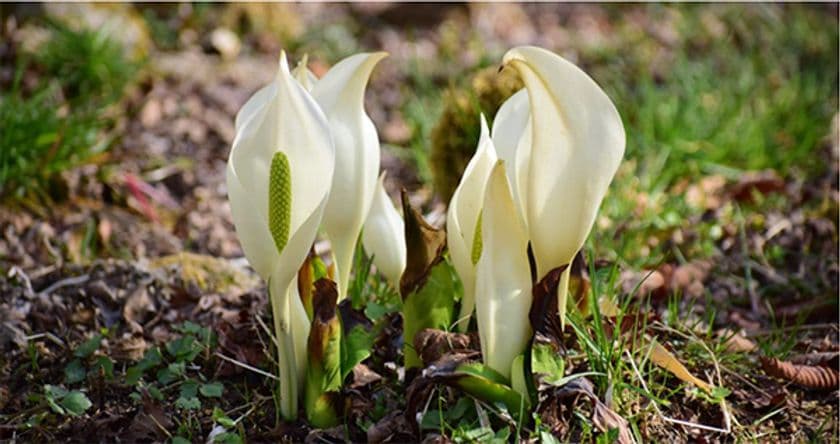 六甲高山植物園～春を告げる純白の花～
「ミズバショウ」の群落が見頃です！