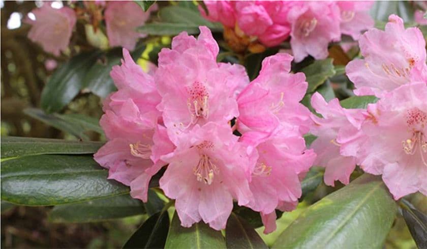 六甲高山植物園 ベストシーズン到来！
花木の王様 ツクシシャクナゲが見頃です