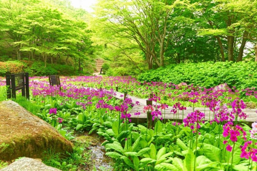 六甲高山植物園 花盛り！
約6,000株の「クリンソウ」が見頃です