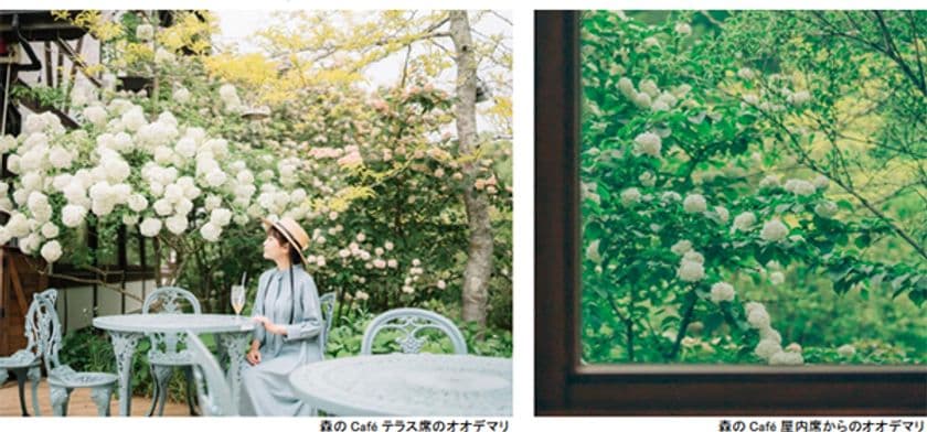 ROKKO森の音ミュージアム
SIKIガーデンEarly Summer Season
ツツジ、オオデマリなどに彩られた初夏のガーデン
2023年5月20日（土）～6月14日（水）