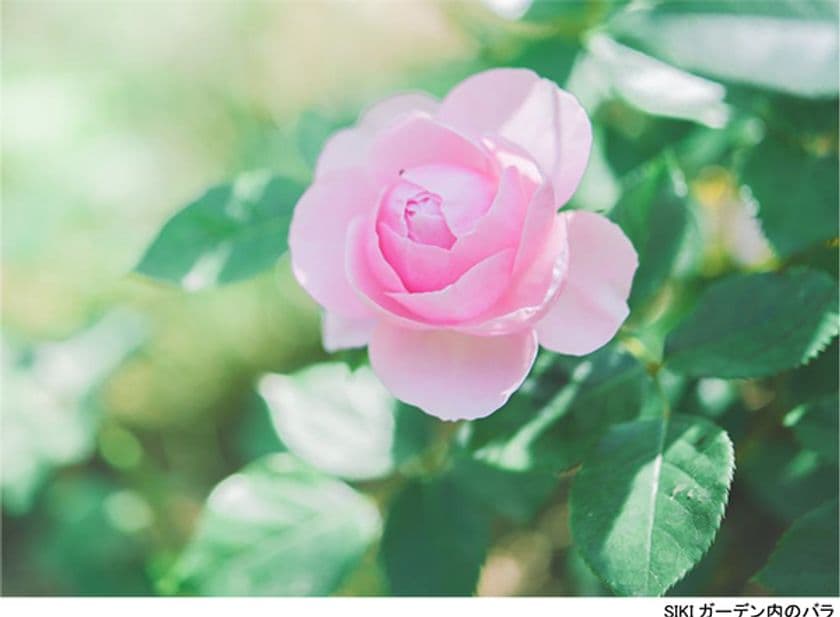 ROKKO森の音ミュージアム
SIKIガーデンRose Season
ナチュラルガーデンで楽しむバラ
2023年6月16日（金）～7月14日（金）