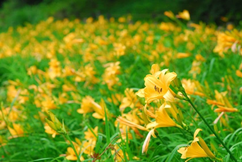 六甲高山植物園 明るい夏色の花！
約1,000株の「ニッコウキスゲ」が見頃